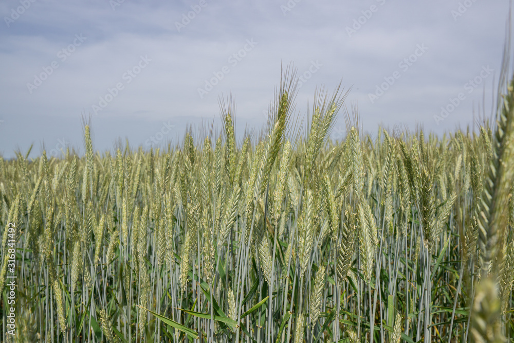 Weizen Getreide Feld