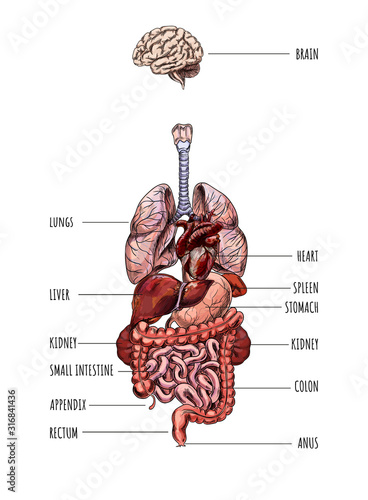 Human internal organs system, hand drawn vector