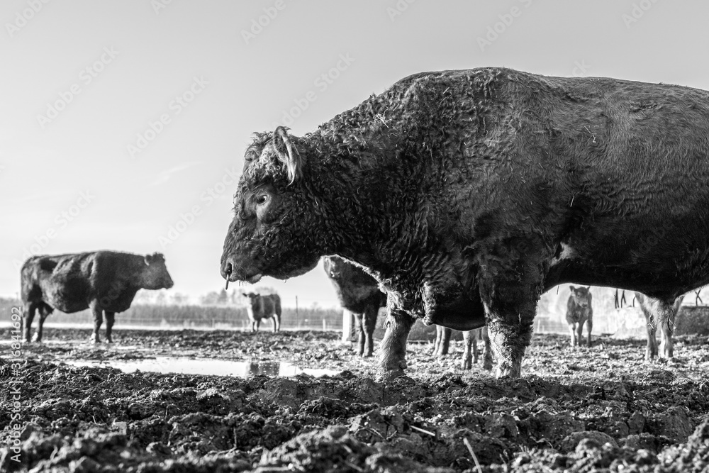 Fotografie Kuh in Schwarz weiß