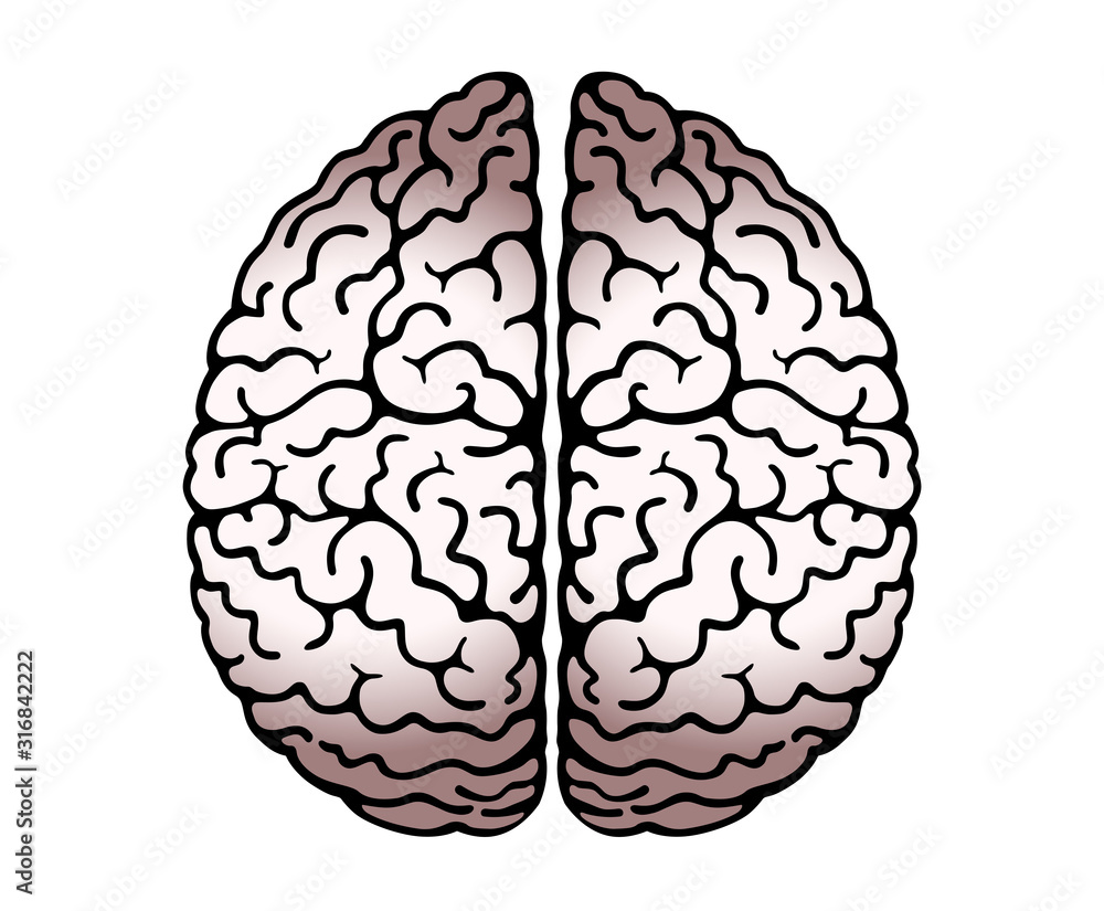 Vector Outline Illustration Of Human Brain On White Background. Cerebral Hemispheres, .Convolutions Of The Mind Brain, Brain's Bends. View From Above, Front View, Realistic Science Anatomy. Vector Outline Illustration Of Human Brain On White Background. Cerebral Hemispheres, .Convolutions Of The Mind Brain, Brain's Bends. View From Above, Front View, Realistic Science Anatomy.
