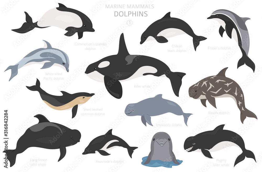Fototapeta premium Dolphins set. Marine mammals collection. Cartoon flat style design