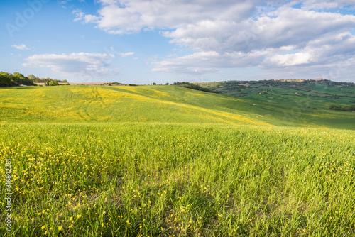 Beautiful landscape in Val d Orcia in Tuscany in Italy with green and yellow grass fields and trees with sky with clouds and typical tuscany trees cypresses and sweet hills at sunset