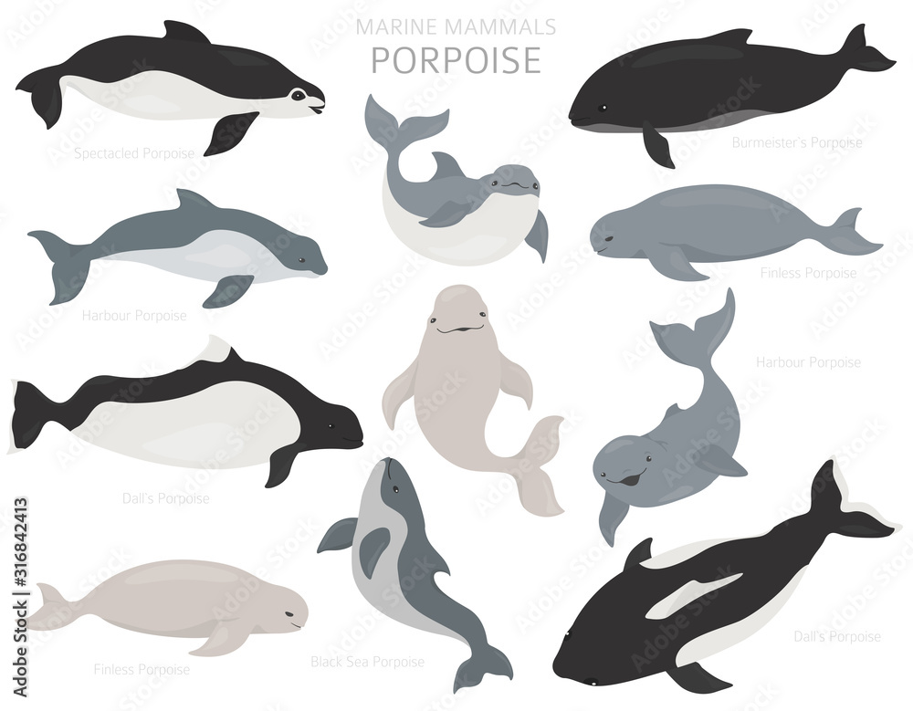 Fototapeta premium Marine mammals collection. Different porpoises set. Cartoon flat style design
