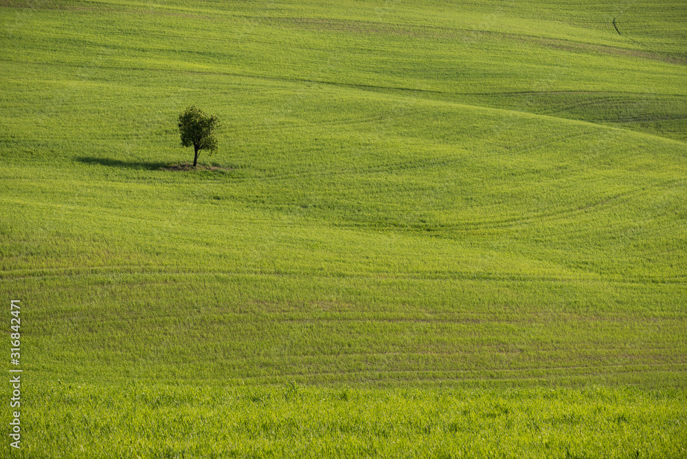 Beautiful landscape in Val d'Orcia in Tuscany in Italy with green and yellow grass fields and trees with sky with clouds and typical tuscany trees cypresses and sweet hills at sunset Beautiful landscape in Val d'Orcia in Tuscany in Italy with green and yellow grass fields and trees with sky with clouds and typical tuscany trees cypresses and sweet hills at sunset