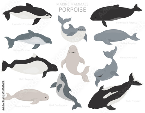 Marine mammals collection. Different porpoises set. Cartoon flat style design photo