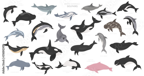 Dolphins set. Marine mammals collection. Cartoon flat style design