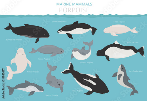 Marine mammals collection. Different porpoises set. Cartoon flat style design