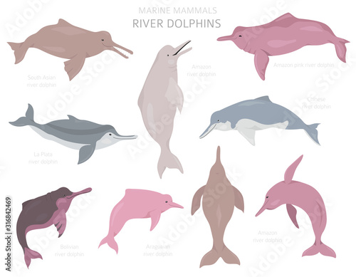 River dolphins set. Marine mammals collection. Cartoon flat style design