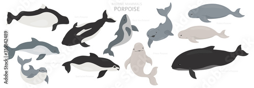 Marine mammals collection. Different porpoises set. Cartoon flat style design