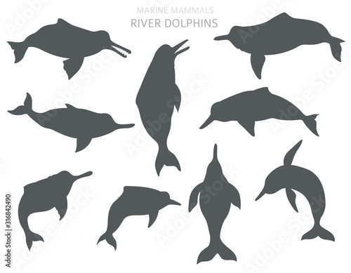 River dolphins set. Marine mammals collection. Cartoon flat style design