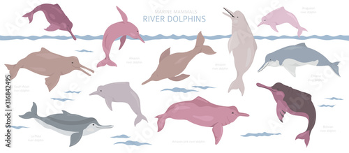 River dolphins set. Marine mammals collection. Cartoon flat style design photo