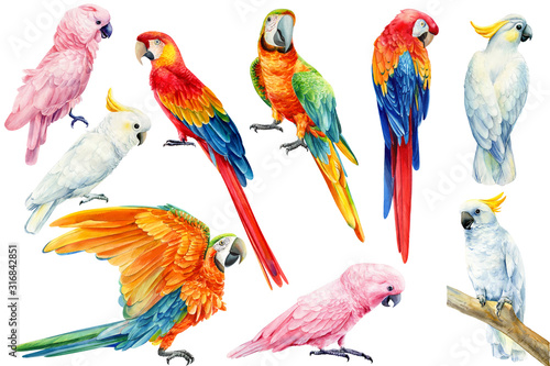 set of parrots, white and pink cockatoo, red and yellow macaw on an isolated white background, watercolor illustration, clipart tropical birds