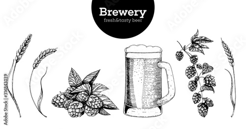 Beer, Hop and Malt vector illustration. Craft beer packaging illustration. Vintage elements. Brewing beer. Hand drawn sketch, retro illustration.