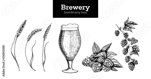 Beer, Hop and Malt vector illustration. Craft beer packaging illustration. Vintage elements. Brewing beer. Hand drawn sketch, retro illustration.