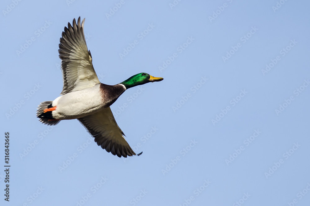 Fototapeta premium Mallard Duck Flying in a Blue Sky