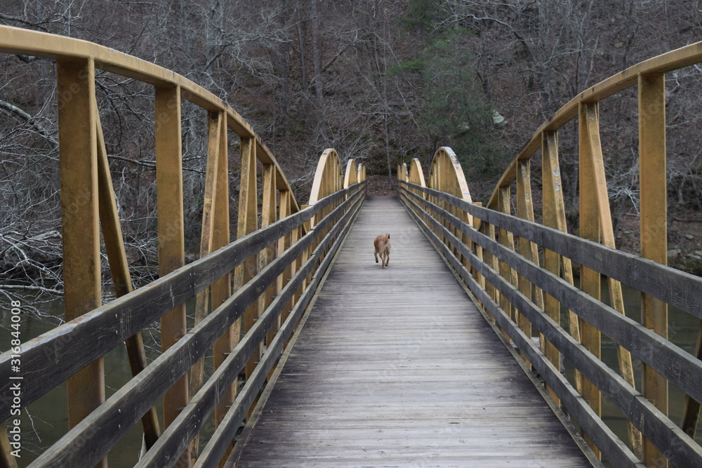 dog leading the way across the walking bridge dog leading the way across the walking bridge