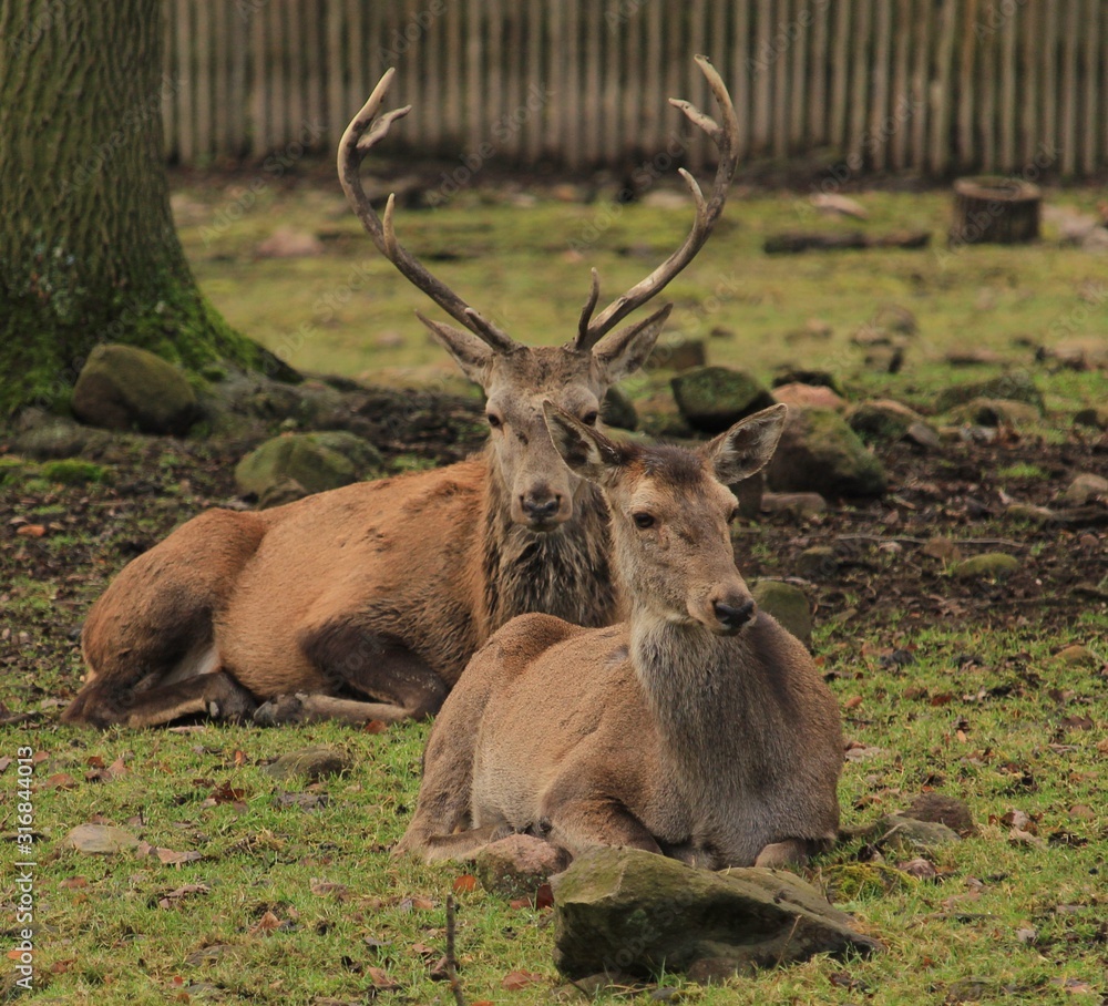 red deer in the forest red deer in the forest