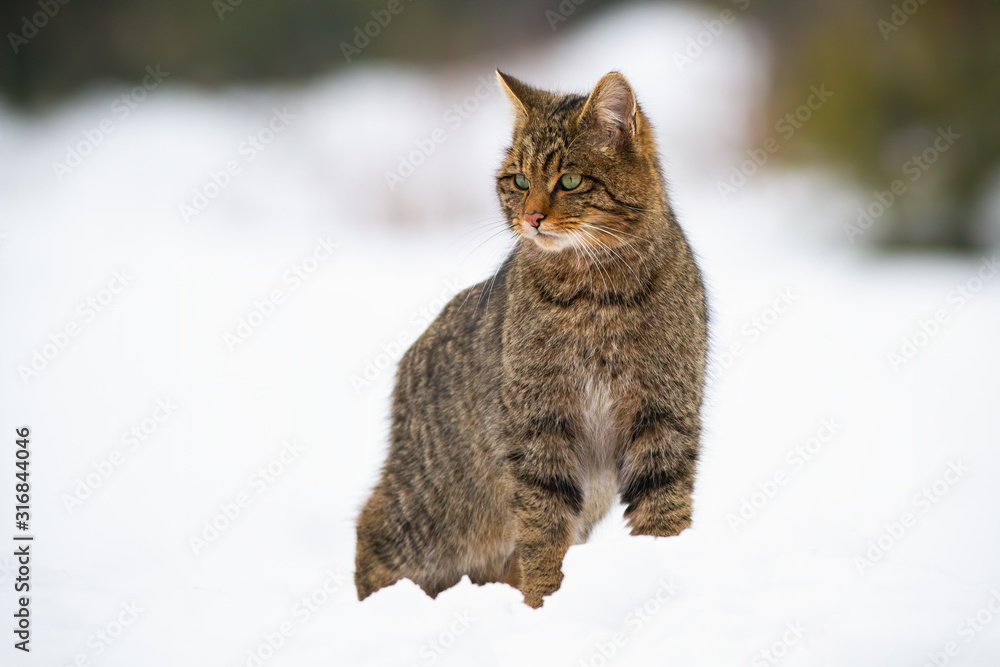 Dominant european wildcat, felis silvestris standing on high spot and looking around on snow in winter. Front view of a wild animal on horizon in freezing weather with copy space