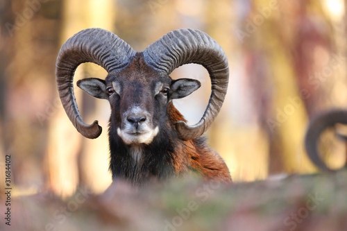 Horizontal portrait of mouflon, ovis orientalis, ram with curved horns looking into camera in sunlit spring forest. Male mammal fit long brown fur staring attentively in Slovak nature. photo