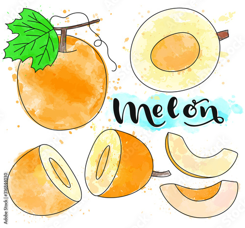 Melon. Whole and pieces. Vector stock illustration. Watercolor set on white background. Lettering.  