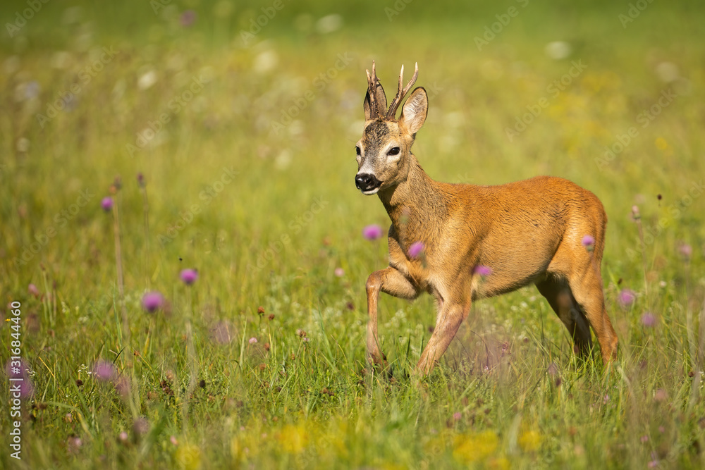 Roe deer, capreolus capreolus, buck approaching with leg in the air on a green grass with violet wildflowers. Wild ruminant running in summertime at dawn. Roe deer, capreolus capreolus, buck approaching with leg in the air on a green grass with violet wildflowers. Wild ruminant running in summertime at dawn.
