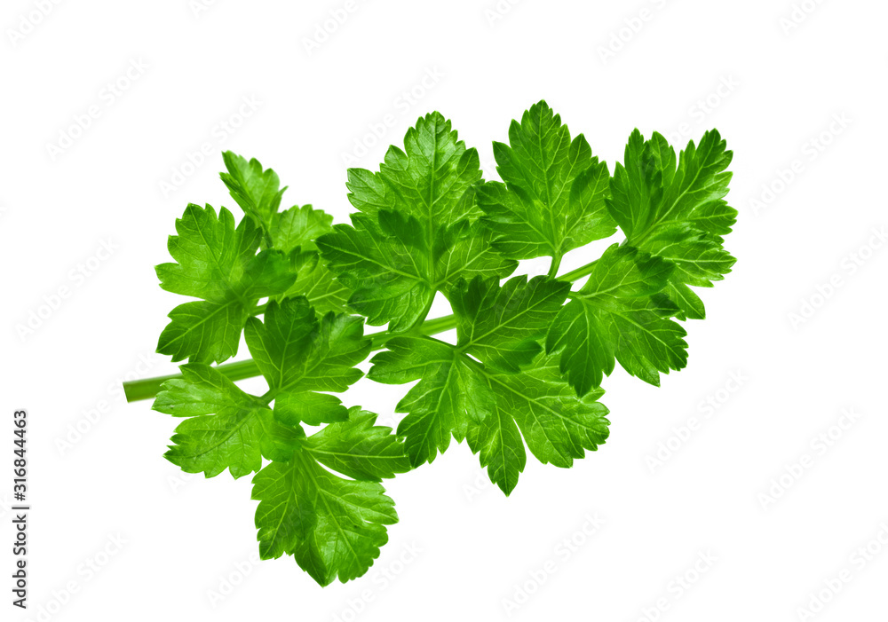 parsley leaf on a white background parsley leaf on a white background