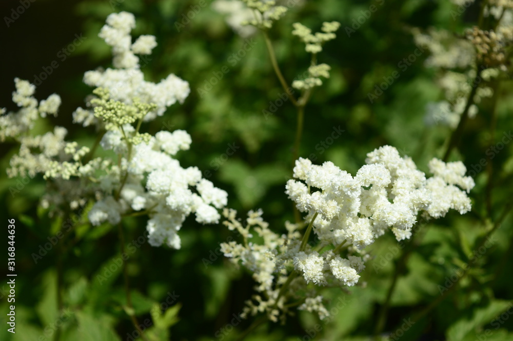Closeup filipendula ulmaria - very ornamental plant with blurred background in damp meadow Closeup filipendula ulmaria - very ornamental plant with blurred background in damp meadow
