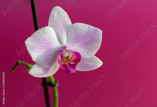 Pink Orchid flower on a bright pink background. Close up.