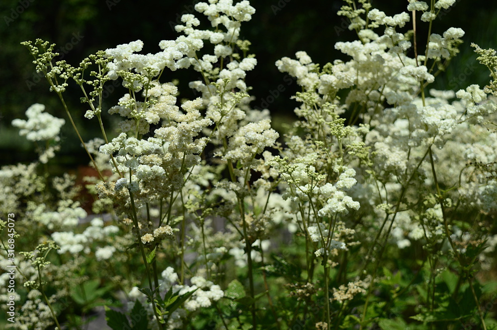 Closeup filipendula ulmaria - very ornamental plant with blurred background in damp meadow Closeup filipendula ulmaria - very ornamental plant with blurred background in damp meadow