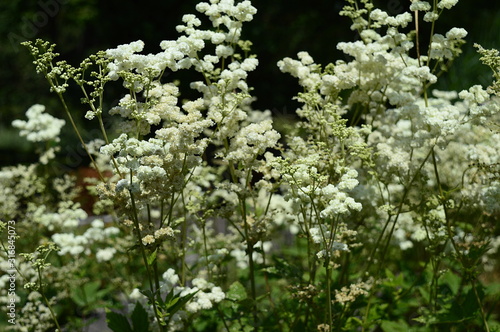 Closeup filipendula ulmaria - very ornamental plant with blurred background in damp meadow