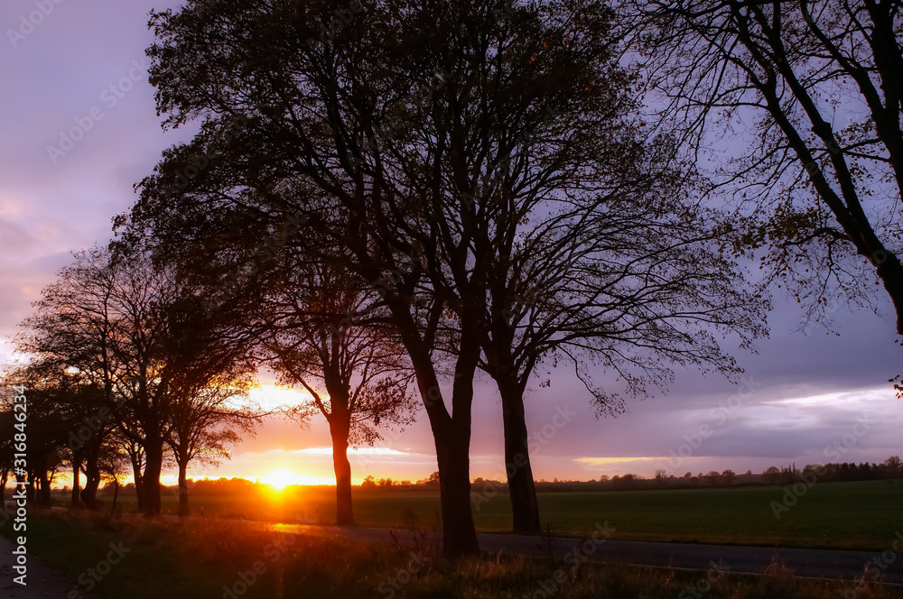 Fototapeta premium Street an tree at beautiful sunset in winter