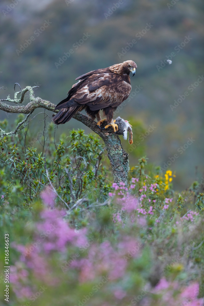 Golden eagle - Aguila real (Aquila chrysaetos) Golden eagle - Aguila real (Aquila chrysaetos)