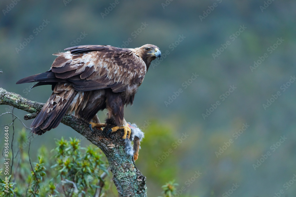 Golden eagle - Aguila real (Aquila chrysaetos) Golden eagle - Aguila real (Aquila chrysaetos)