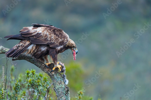 Golden eagle - Aguila real (Aquila chrysaetos)