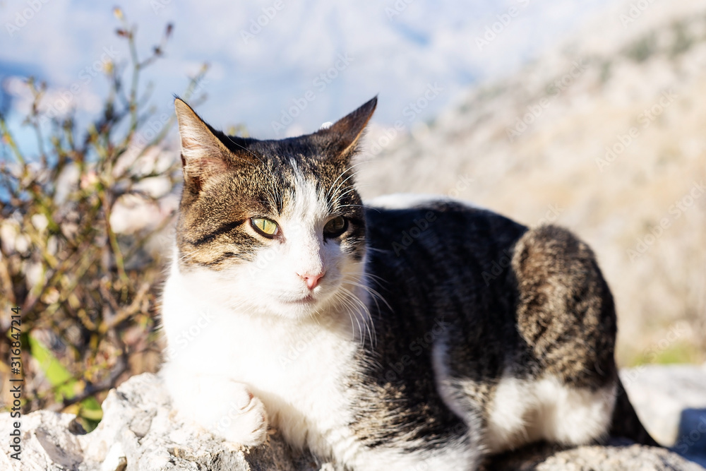 Beautiful cat on top of a mountain, Montenegro Beautiful cat on top of a mountain, Montenegro