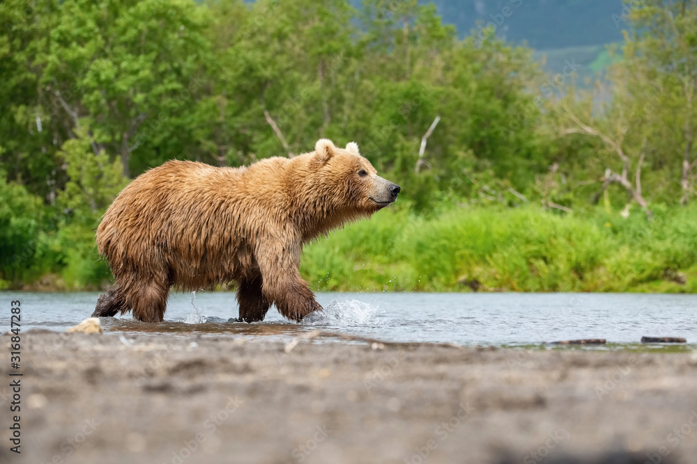 Fototapeta premium The&nbsp;Kamchatka&nbsp;brown&nbsp;bear, Ursus arctos beringianus catches salmons at Kuril Lake in Kamchatka, running in the water, action picture
