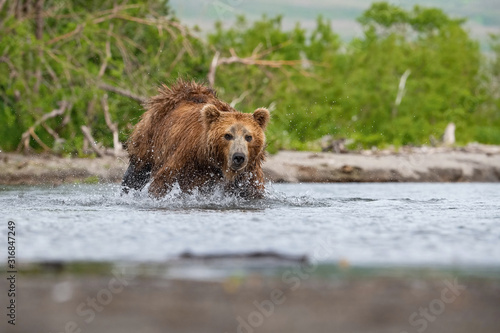 The  Kamchatka  brown  bear  Ursus arctos beringianus catches salmons at Kuril Lake in Kamchatka  running in the water  action picture