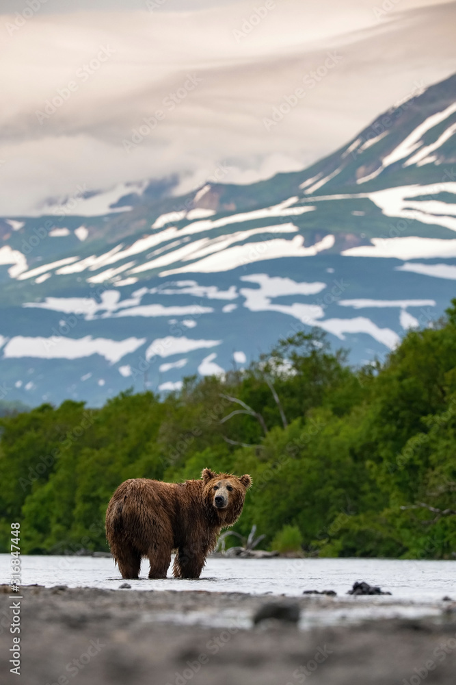 The Kamchatka brown bear, Ursus arctos beringianus catches salmons at Kuril Lake in Kamchatka, running in the water, action picture The Kamchatka brown bear, Ursus arctos beringianus catches salmons at Kuril Lake in Kamchatka, running in the water, action picture