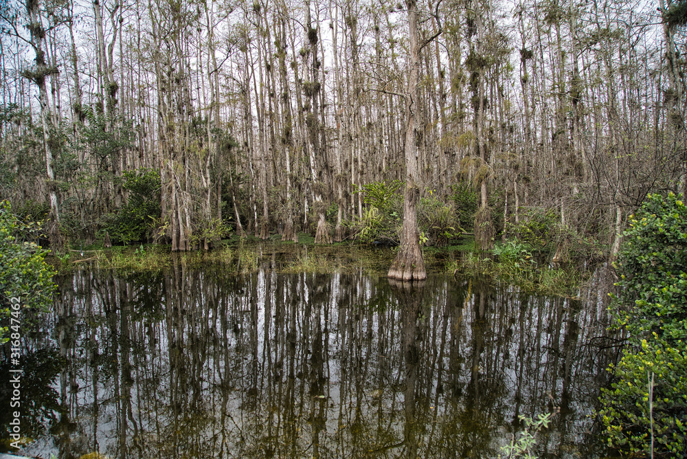 Florida Everglades wildlife, Mangroven, Äste, Dürre und Wasser