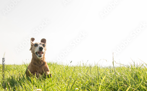 Fototapeta Naklejka Na Ścianę i Meble -  Miniature Dachshund Dog