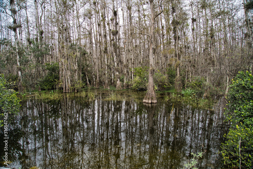 Florida Everglades wildlife  Mangroven    ste  D  rre und Wasser