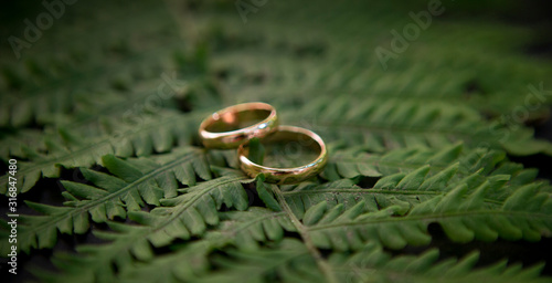 Creative wedding rings pair on spruce branches