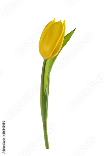 spring tulip flower isolated without shadow clipping path
