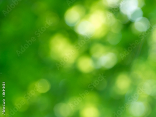 Green bokeh background from nature forest out of focus © photolink