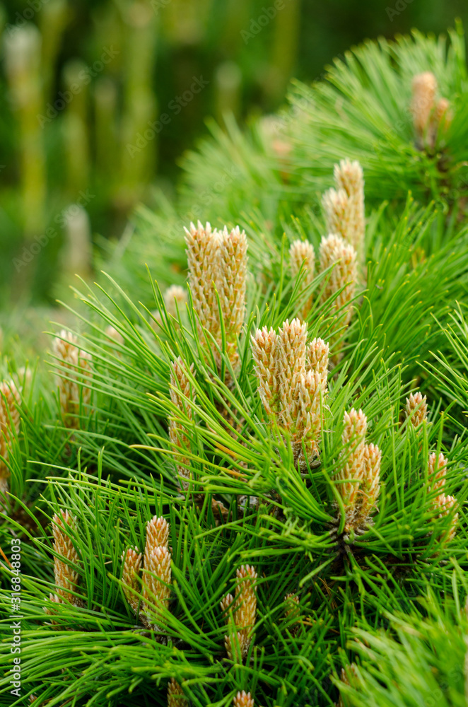 Young pine branches with little cones close-up. Botanical spring background. Young pine branches with little cones close-up. Botanical spring background.