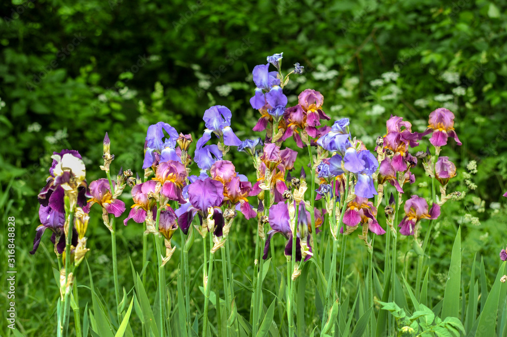 colorful irises in the garden at spring time colorful irises in the garden at spring time