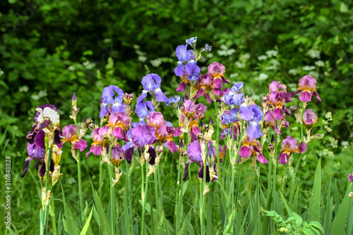 colorful irises in the garden at spring time