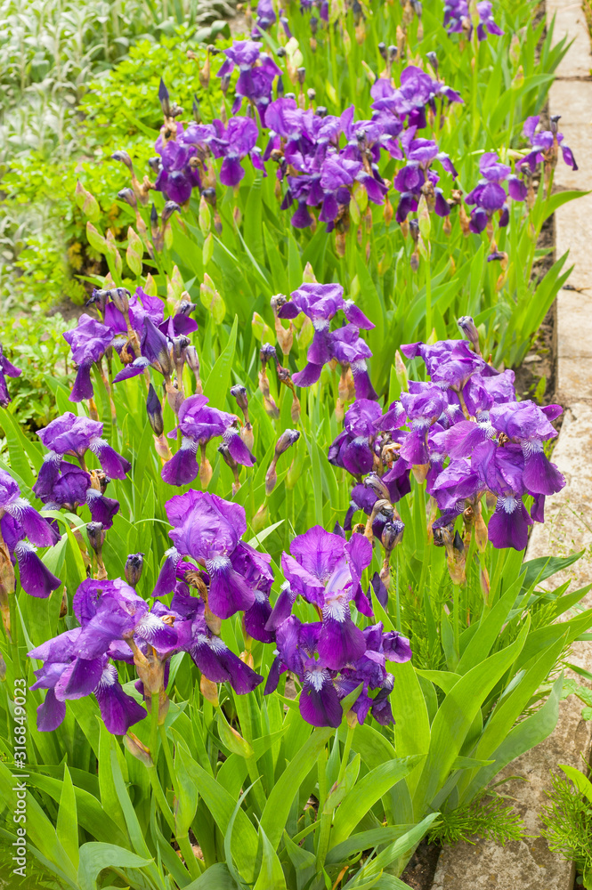 Purple irises in the garden in spring sunny day. Gardening flowers Purple irises in the garden in spring sunny day. Gardening flowers