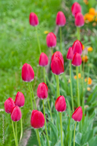 buds of red fresh tulips