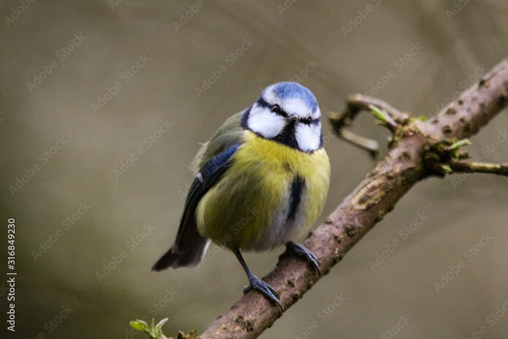 bluetit bluetit